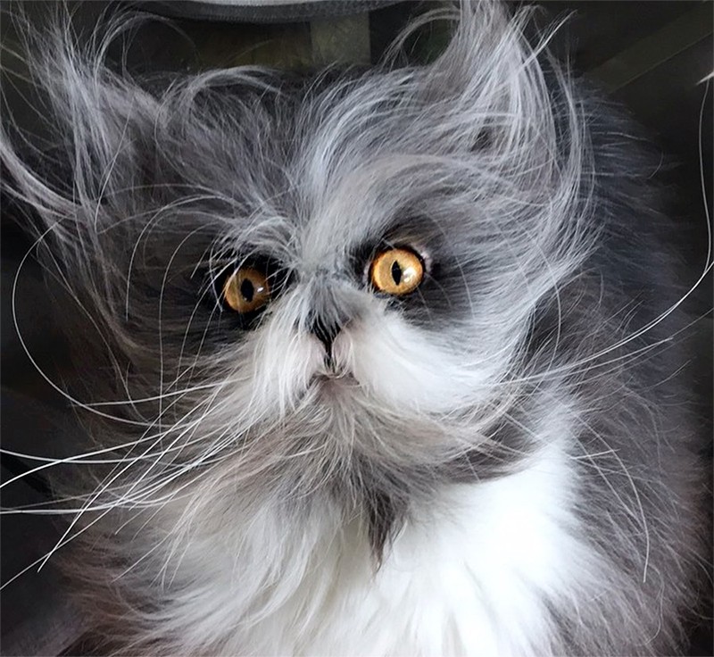 Кошка-оборотень с сумасшедшим взглядом очаровала соцсети :: Новости :: ТВ  Центр