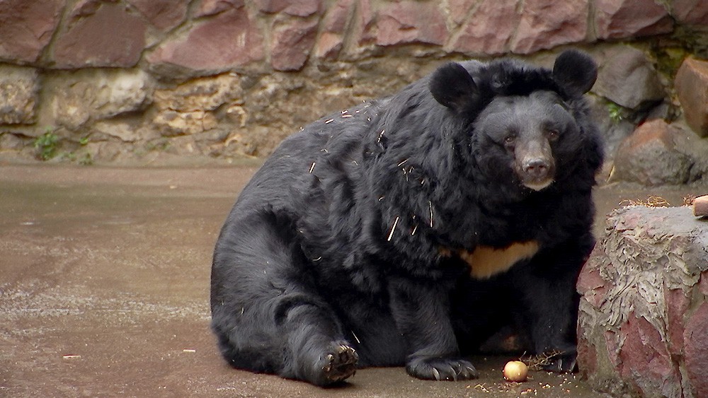 Медведь в Московском зоопарке