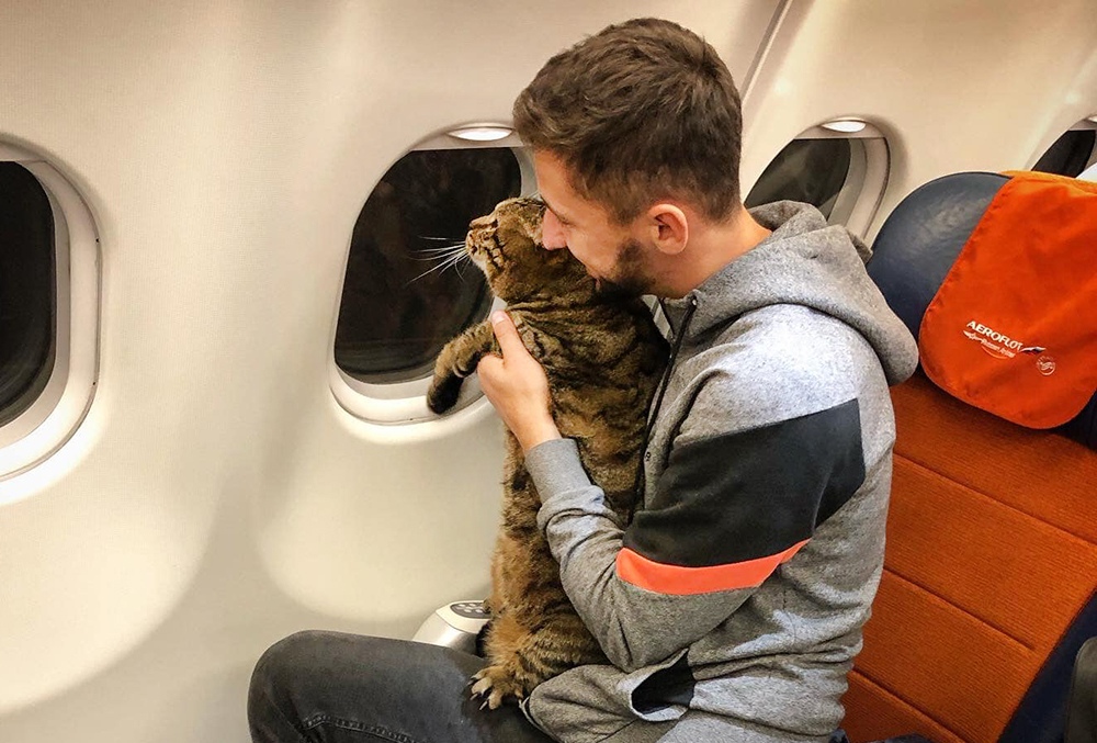 Пассажир самолета  с котом на руках
