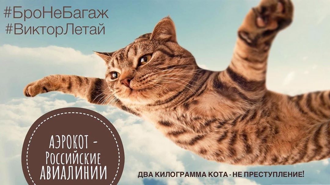 Кот Виктор 