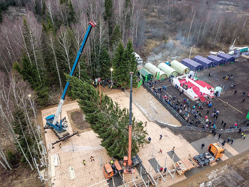 Рубка главной новогодней елки страны в Московской области
