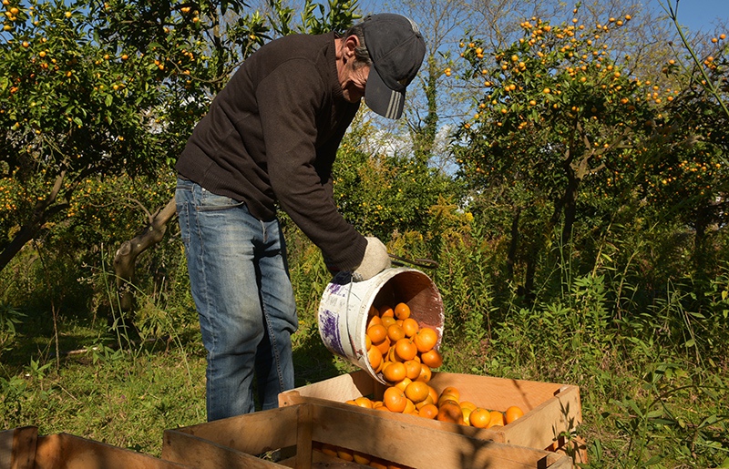 Сбор урожая мандаринов