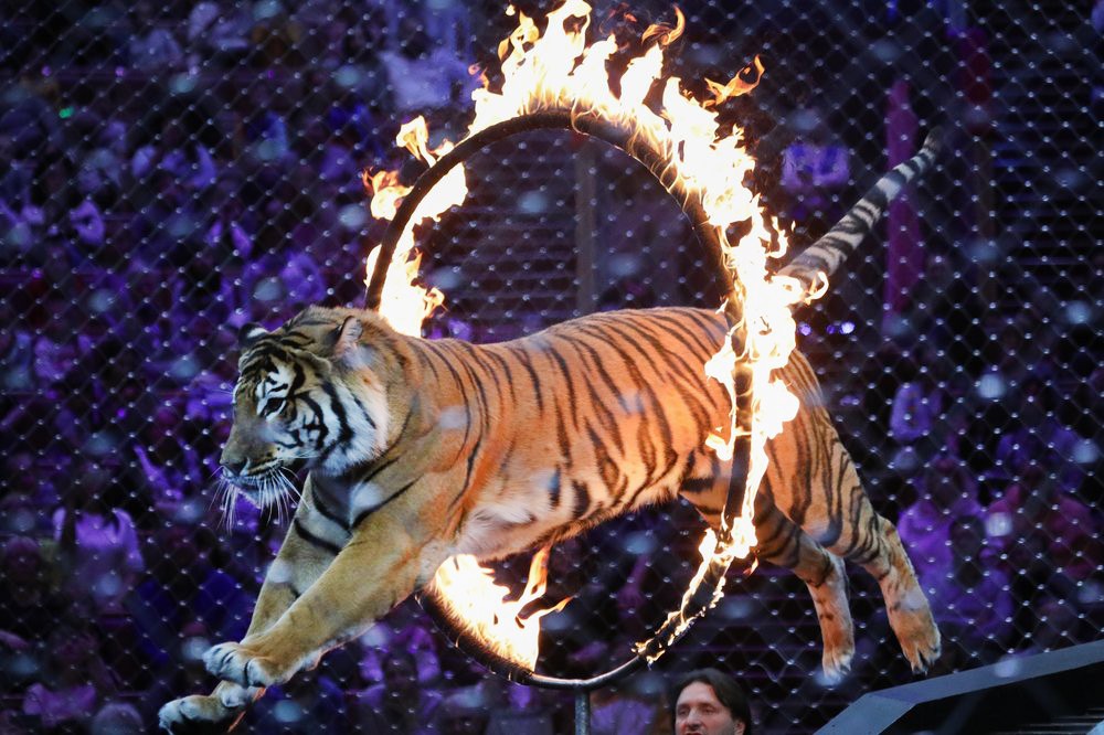 Тигр в цирке
