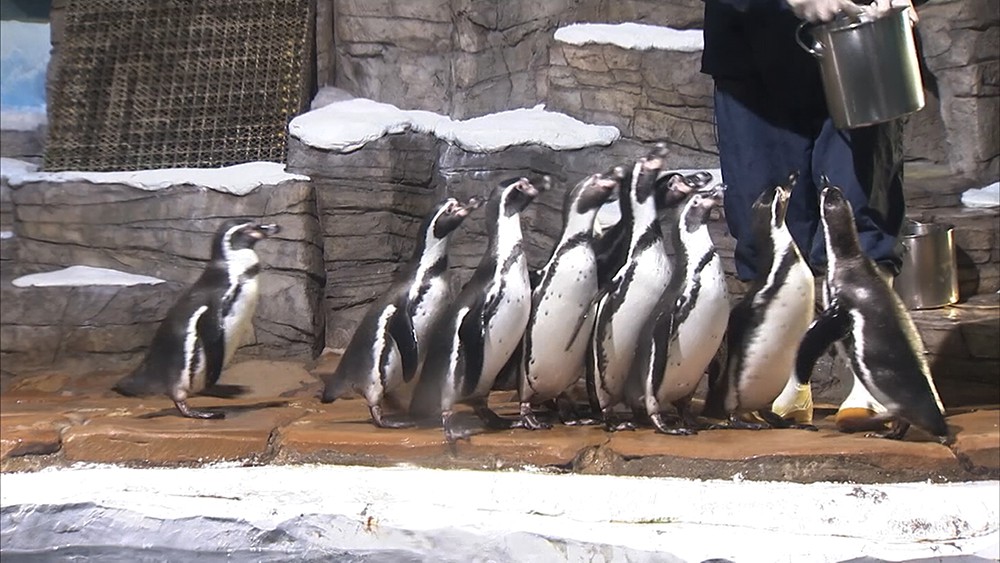 Пингвины из московского зоопарка