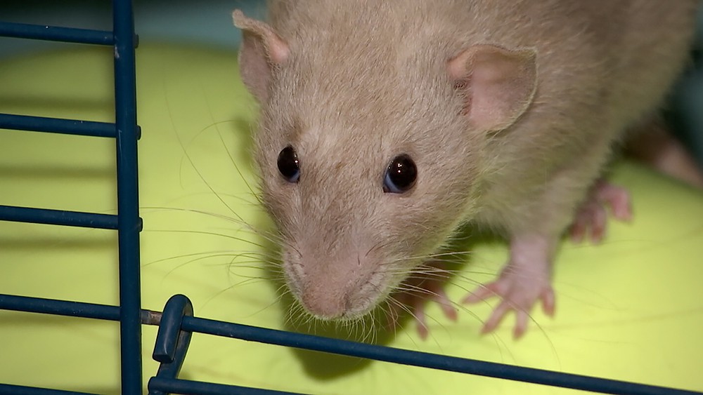 Крысы в саратове. Криса животных. Спас крысу. Спас крысу. Крыса застряла в люке.