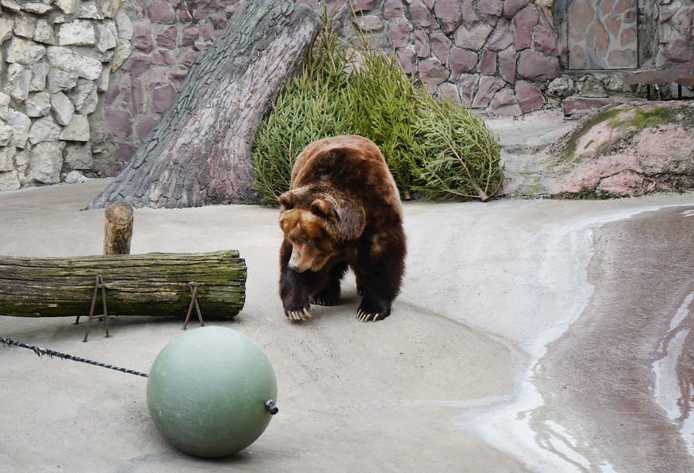 Медведь в зоопарке
