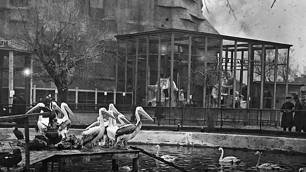 Ленинградский зоопарк во время блокады