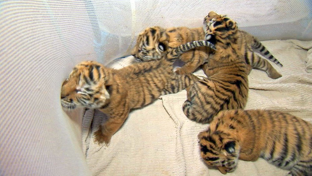 Новорожденные амурские тигрята