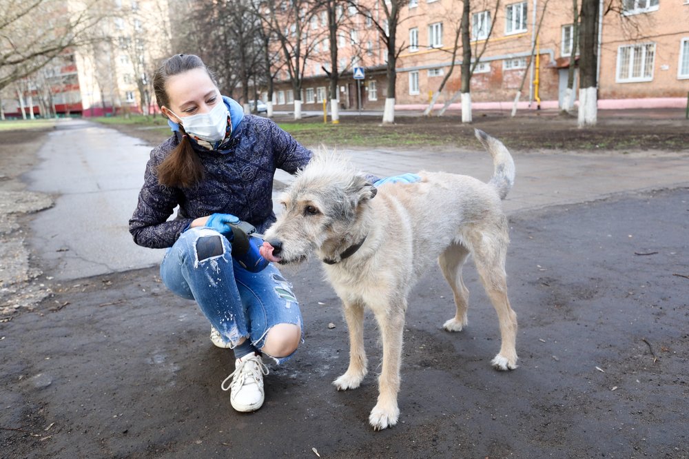 Выгул собаки