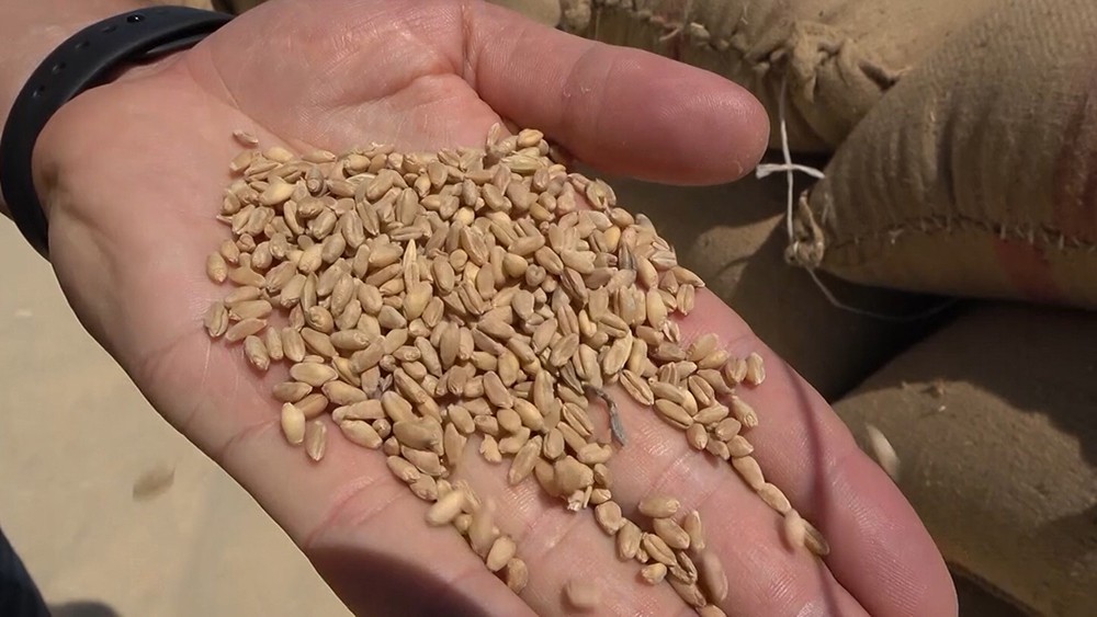 Производство зерновых в Сирии
