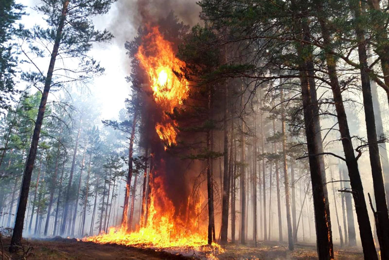 Лесной пожар 