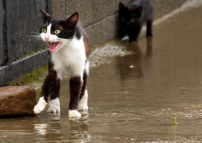 Кошка под дождем