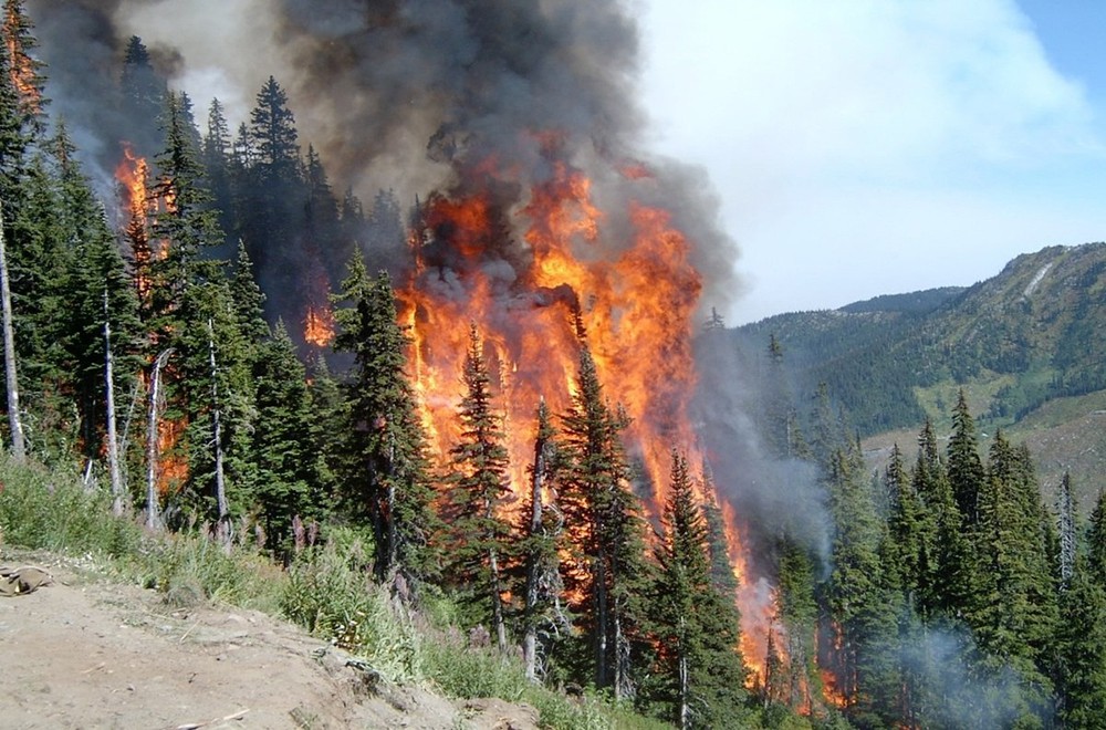Лесные пожары
