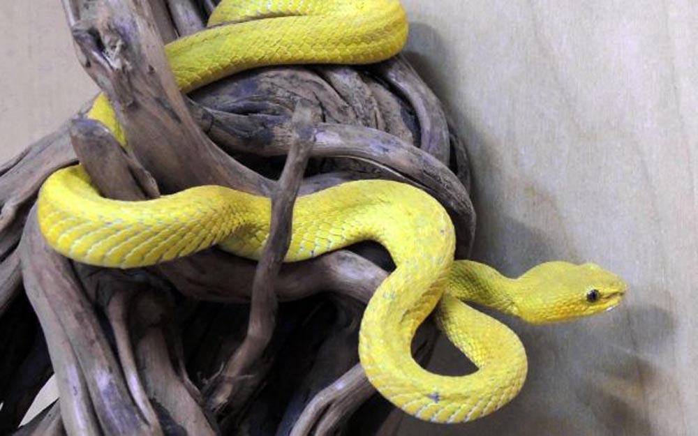 В Московском зоопарке родились редкие змеи  