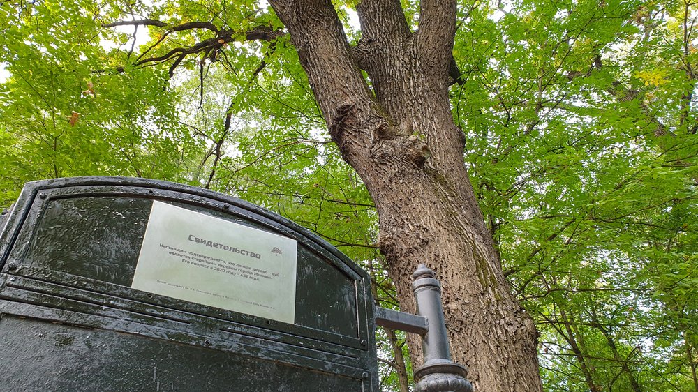 В Грачевском парке в Ховрино растет самый старый дуб в городе, которому 432 года