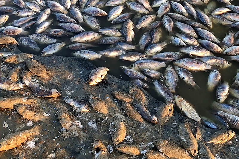 Гибель рыбы на Сахалине 