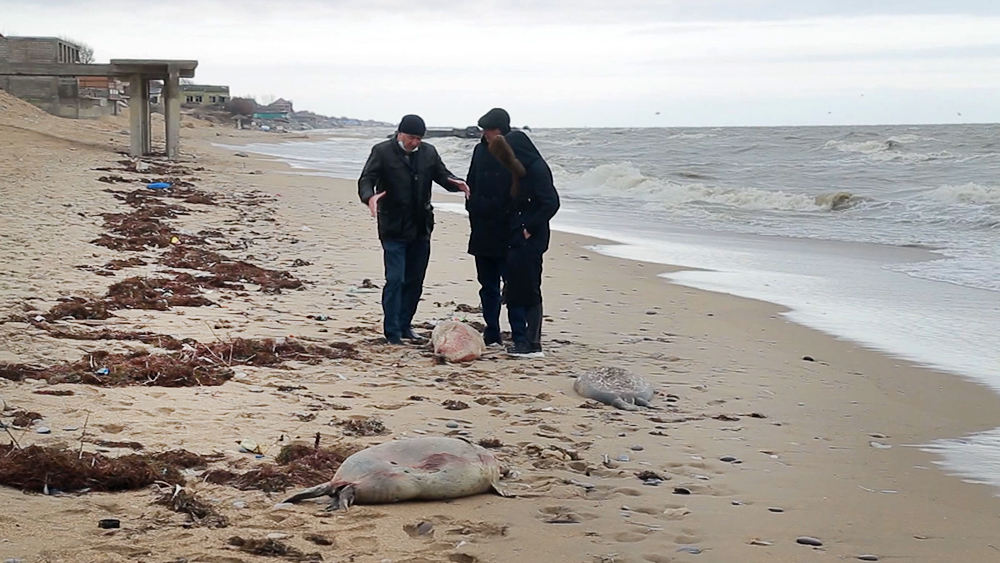 Гибель тюленей в Каспийском море