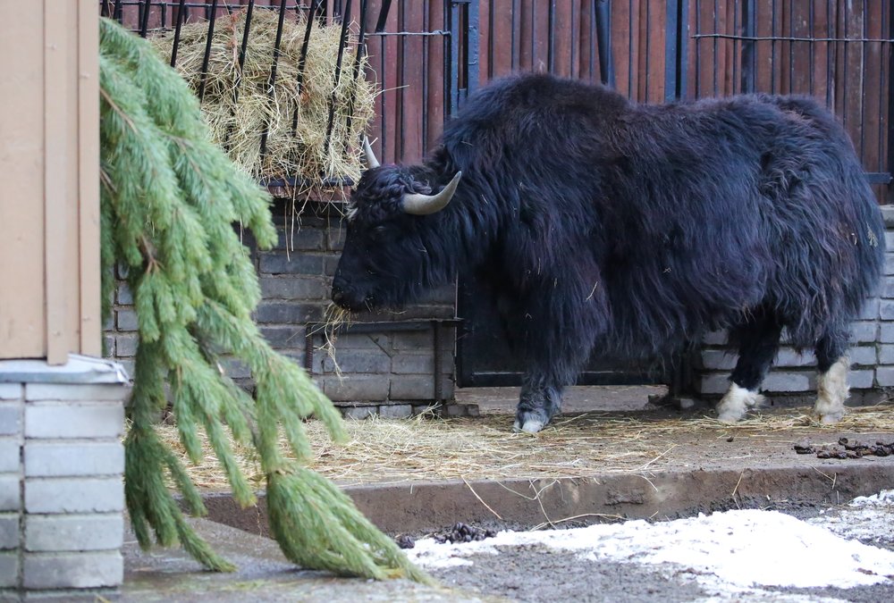Кормление животных Московского зоопарка нераспроданными новогодними елями