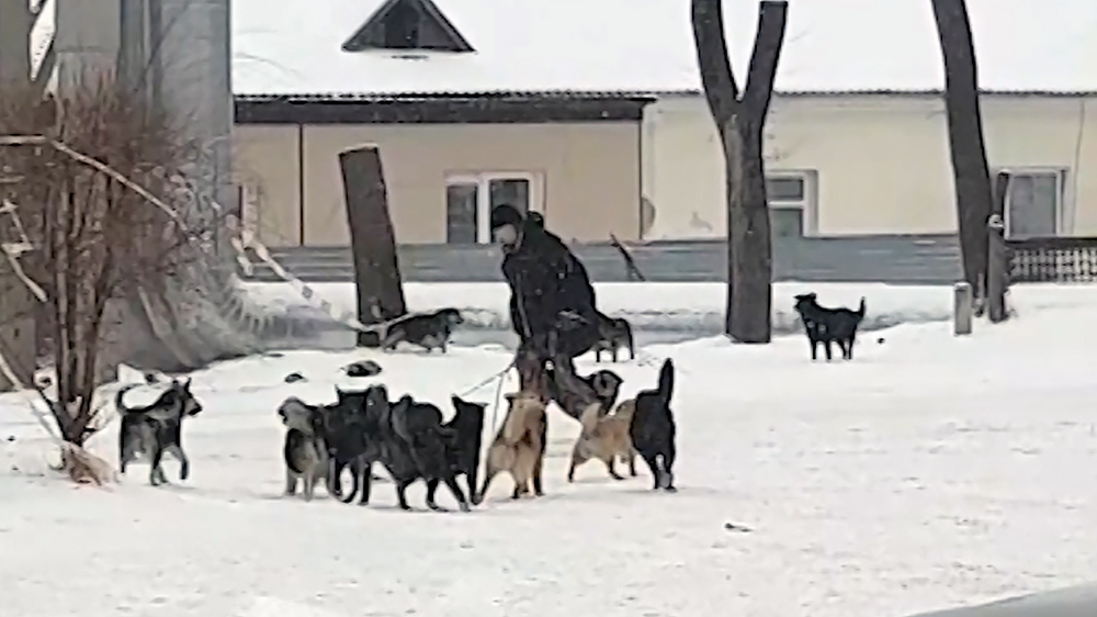 Бродячие собаки нападают на людей фото