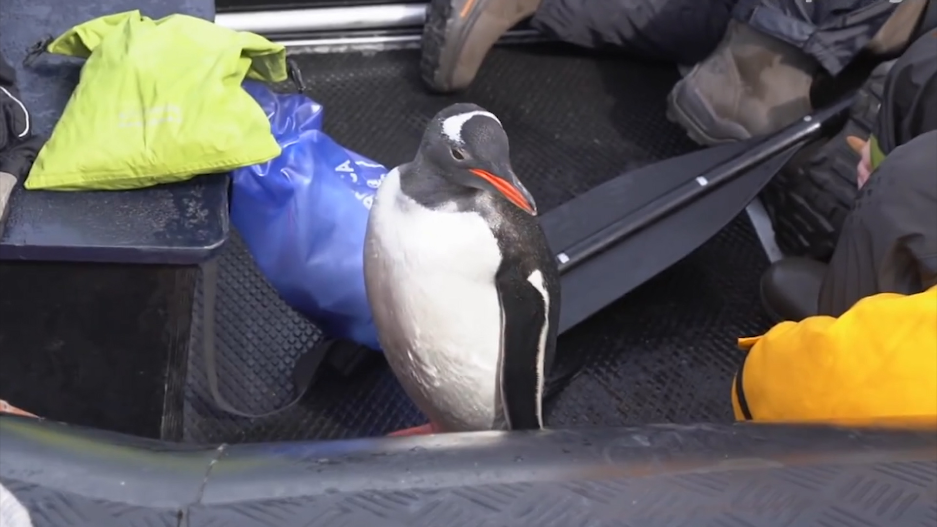 Пингвин запрыгнул в лодку с туристами