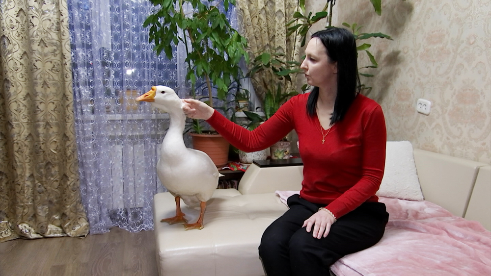 Спасенный гусями 3. Гигантский гусь. Гусь картина. Рисунок на тему гуси спасли рим. Гусь картина.