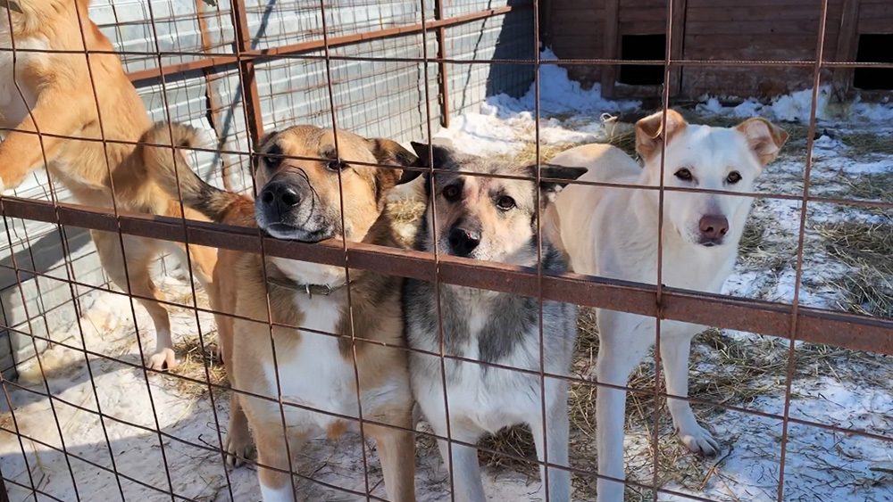 Собаки на колёсах: тайский приют спасает покалеченных животных