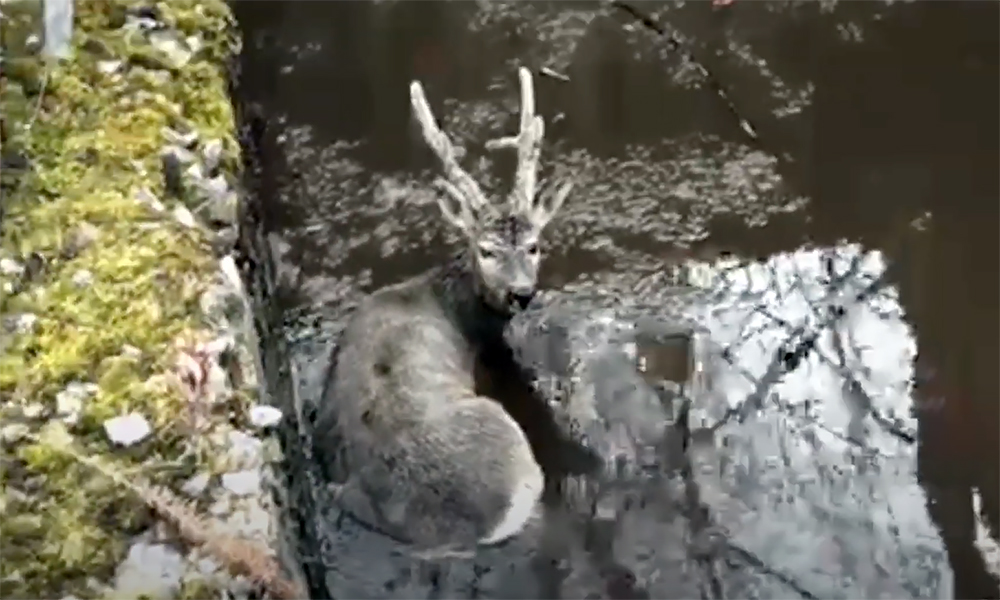 Владельцам срочно потребуется помощь