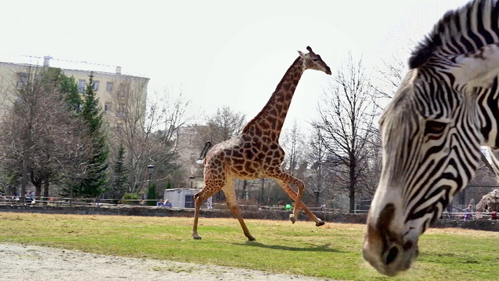 Жираф в Московском зоопарке