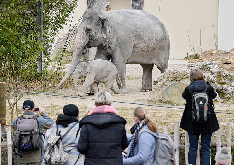 Слоны в Мюнхенском зоопарке
