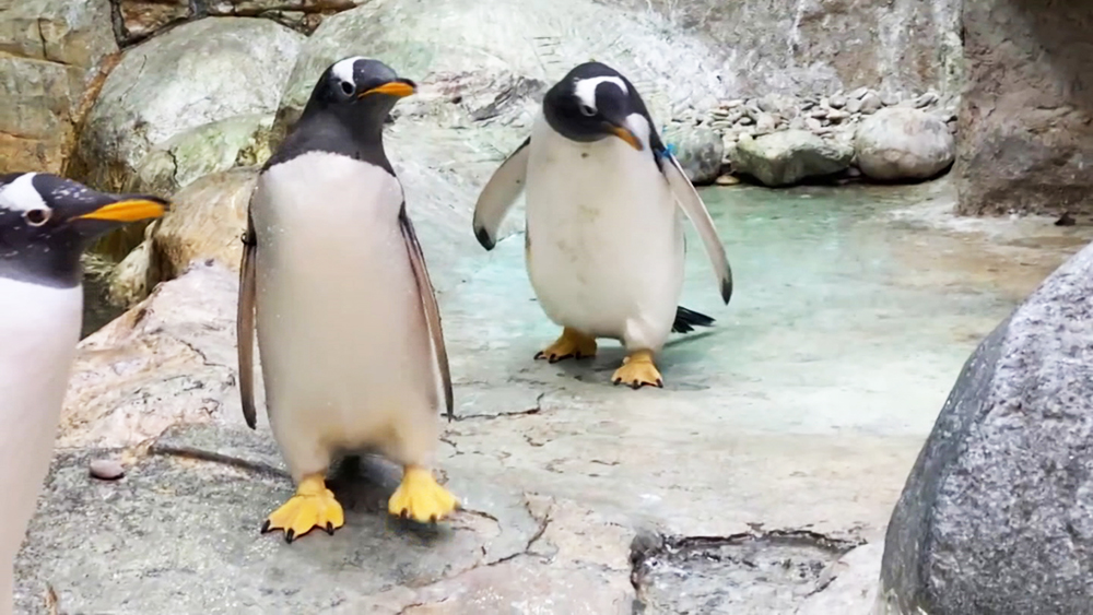 Пингвины из московского зоопарка