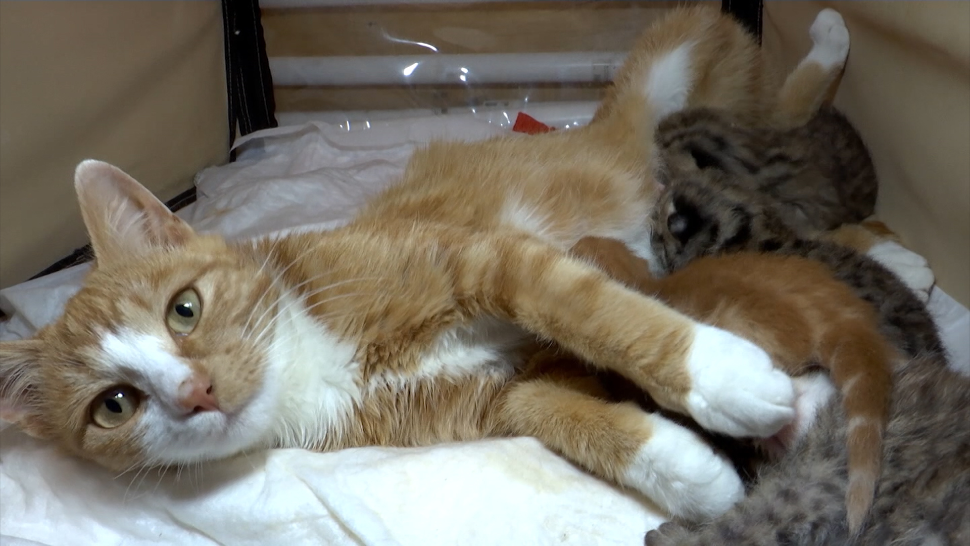 Кошка Мася выкармливает амурских котят