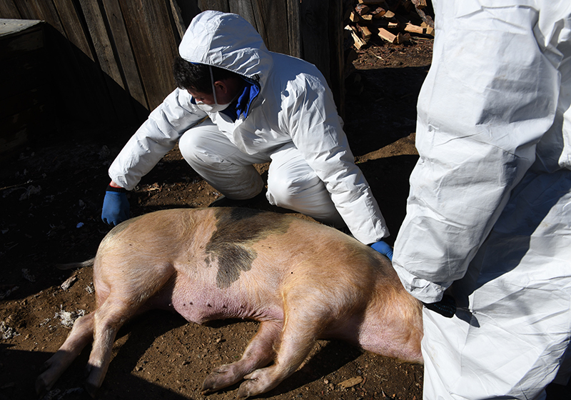 Вспышка африканской чумы свиней