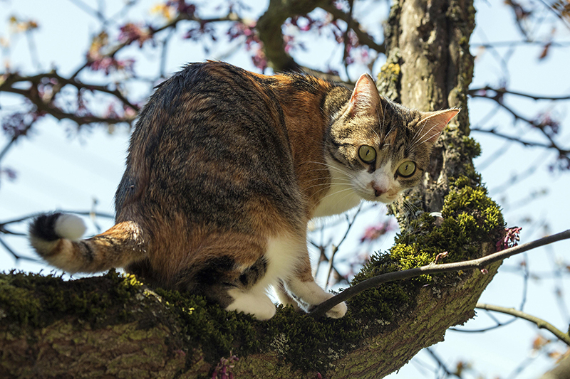 Кот на дереве 