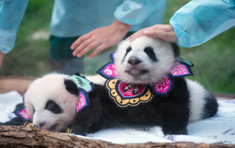 Панды-близнецы в зоопарке