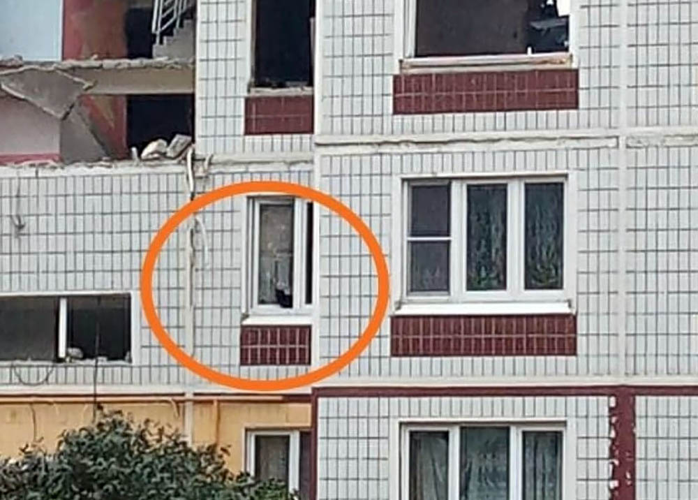 Кошка в доме в Ногинске, где был взрыв газа
