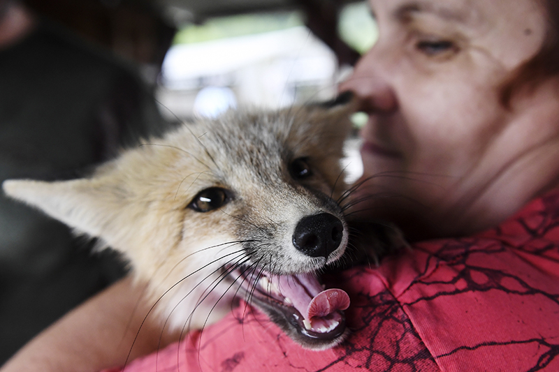 Домашние лисы. Домашние лисы в СССР. АИФ домашние лисы. Make fox