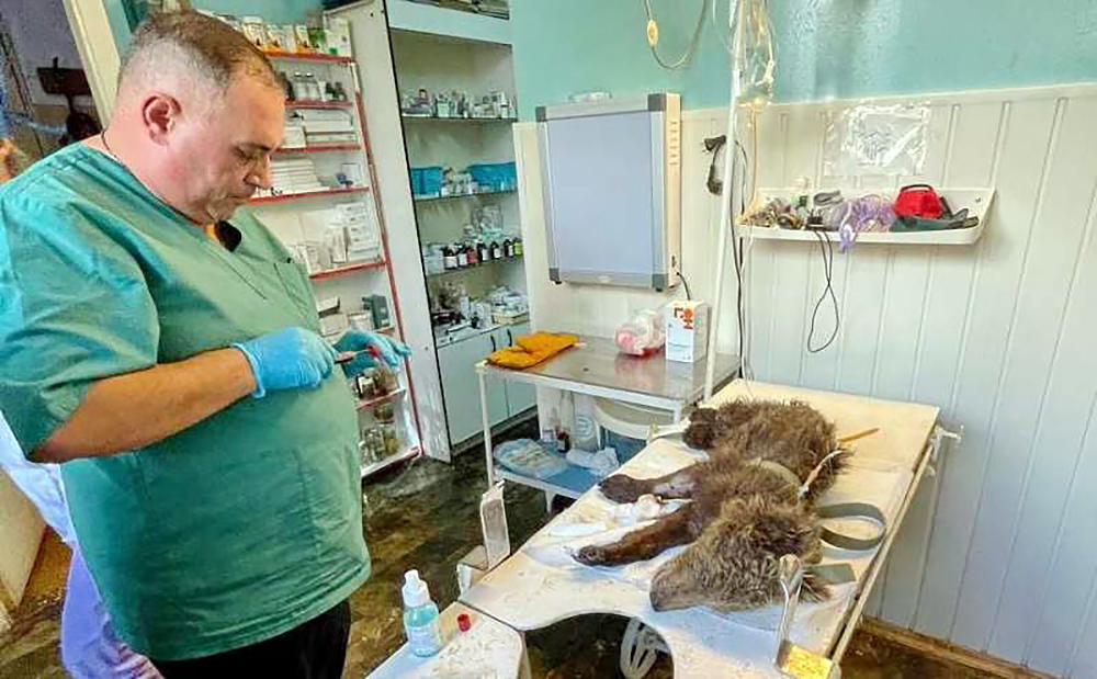 Ветеринар обследует медвежонока