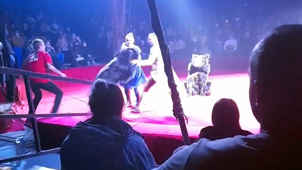 Медведь напал на женщину в орловском цирке (видео) :: Новости :: ТВ Центр