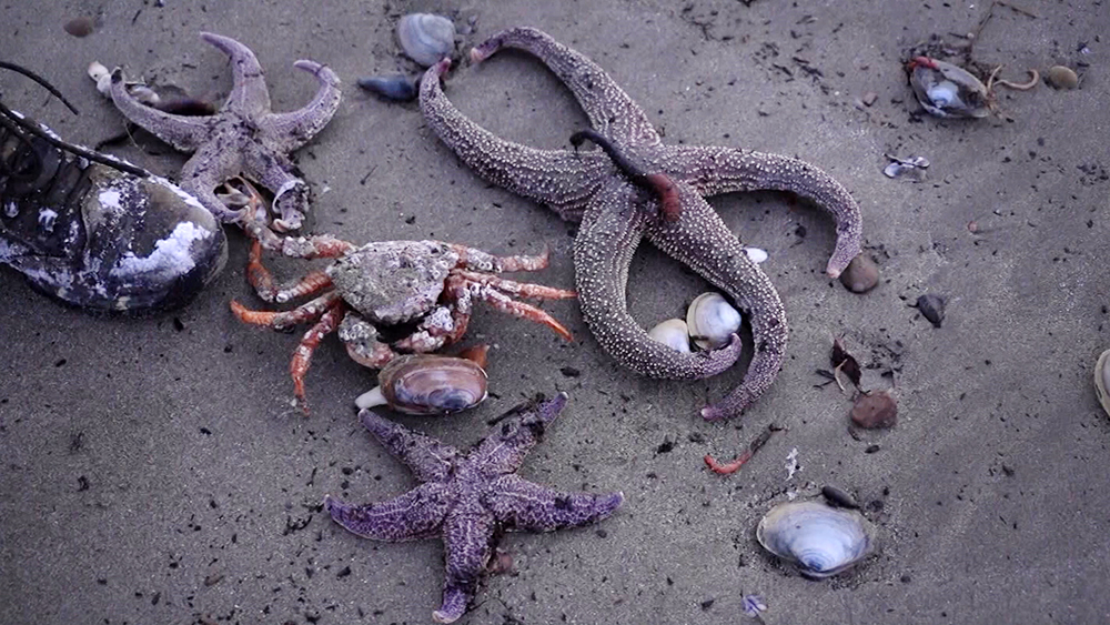Выброшенные на берег моллюски