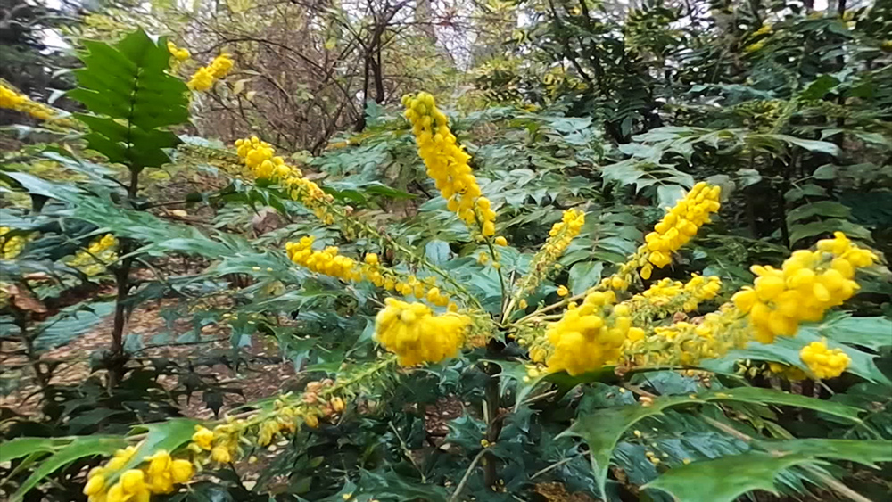 Ботанический сад в Крыму 