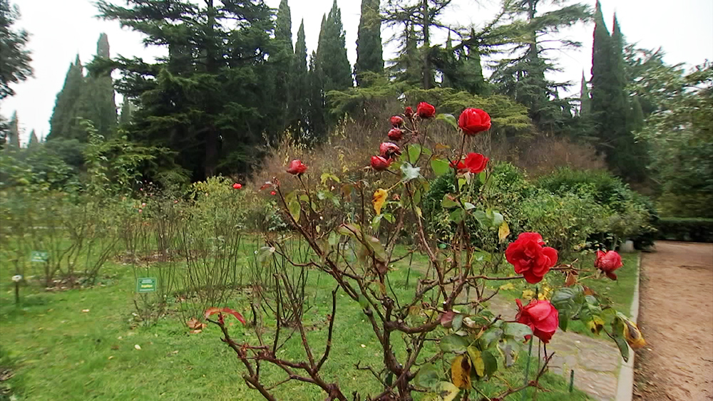 Ботанический сад в Крыму 