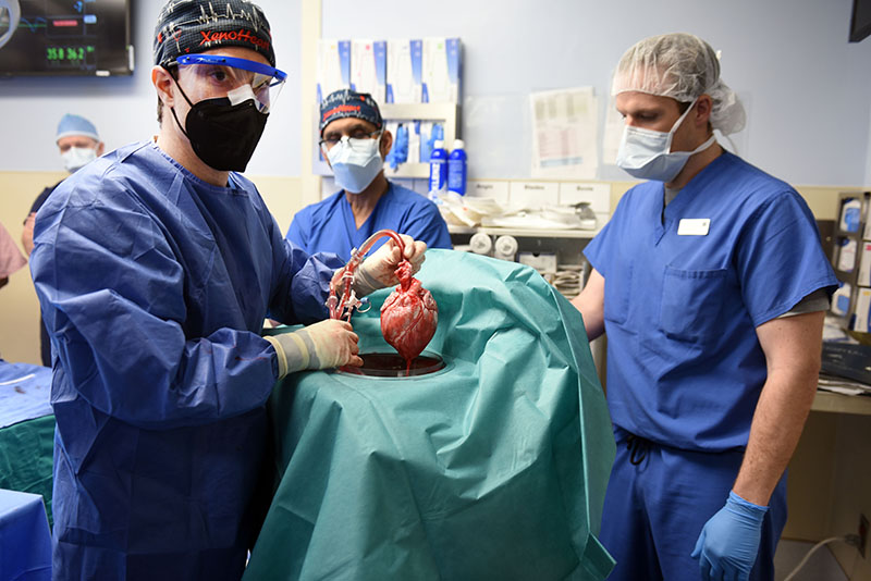 Хирурги демонстрируют сердце свиньи для трансплантации