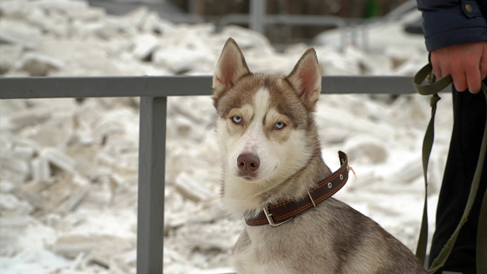 Хозяева челябинск. EJ Husky.