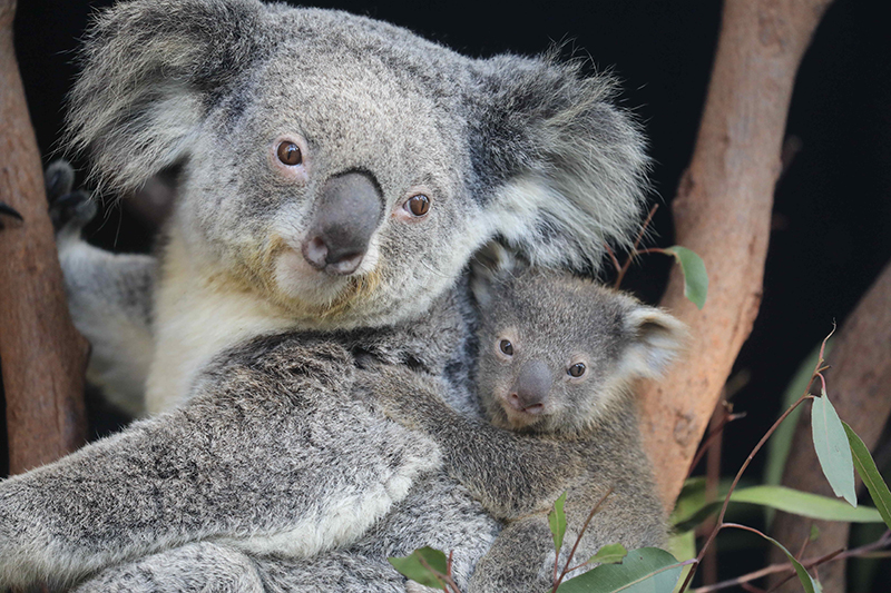 В Австралии навсегда могут исчезнуть коалы :: Новости :: ТВ Центр