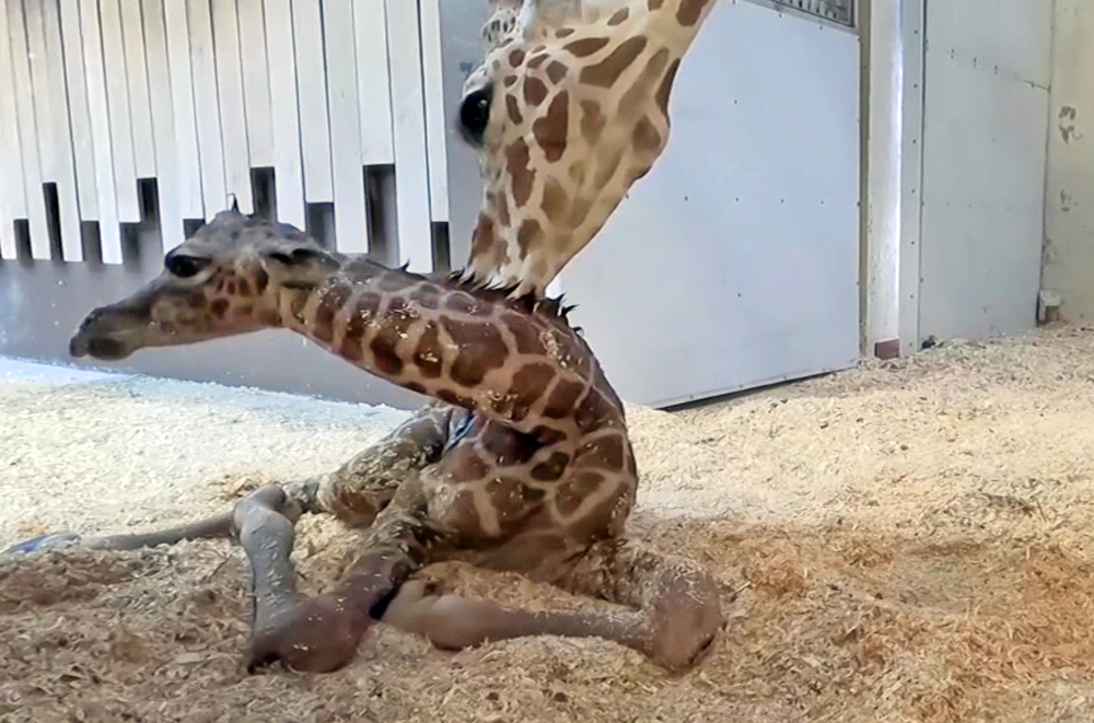 Как рожают жирафы. Жираф с детенышем. Рождение жирафа. Детёныш жирафа новорожденный. Жираф рожает.