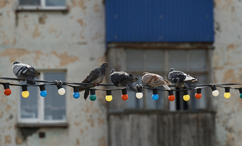 К чему прилетает голубь на балкон. Голуби на балконе. Когда прилетают голуби на балкон. Кормушка для голубей на балконе фото. Когда прилетает голубь.