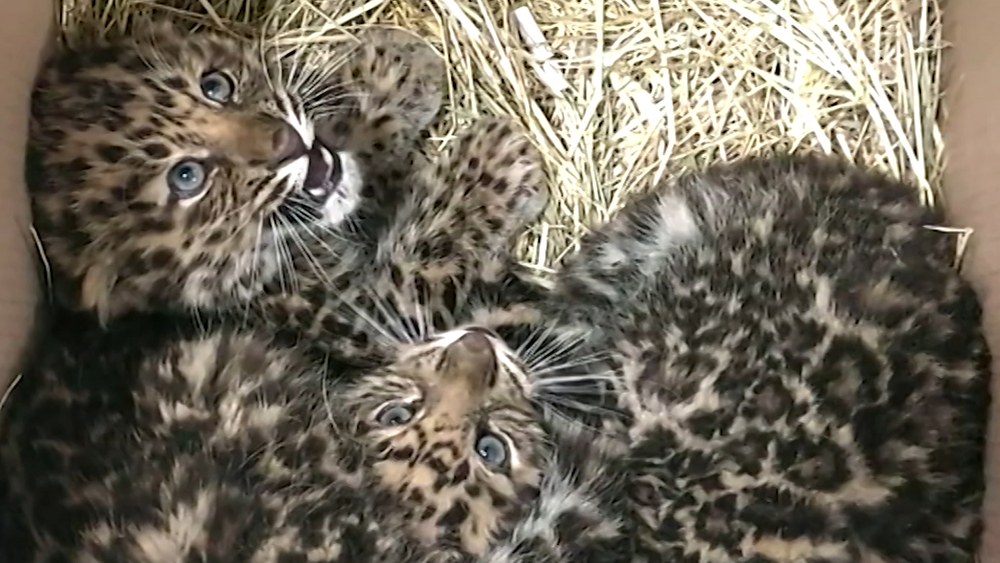 Clouded leopards at 2 months Clouded leopard, Cats and kittens, Wild cats