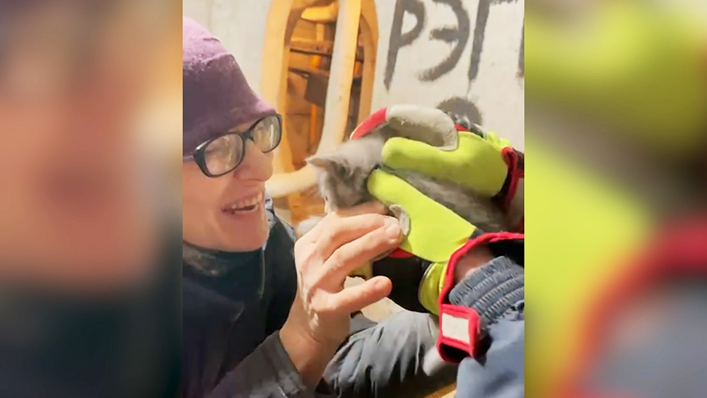 Котенка спасли из бетонной ловушки в Москве :: Новости :: ТВ Центр