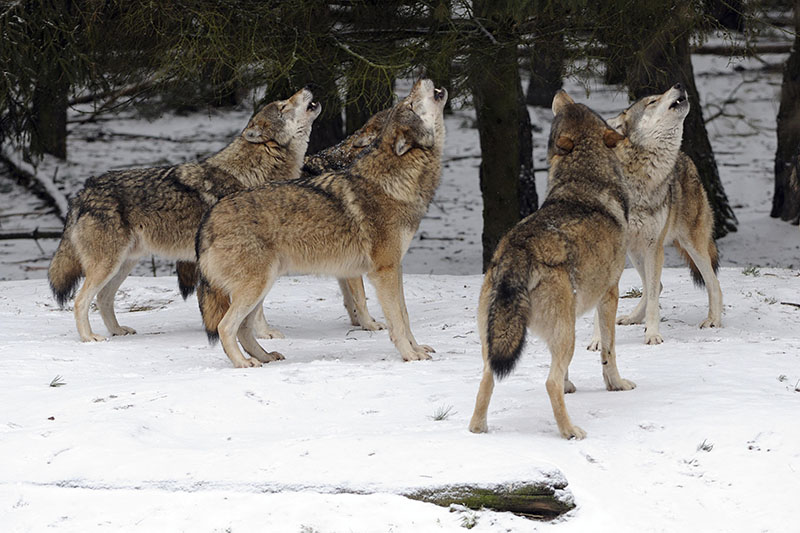 Волк вожак (68 фото) - красивые фото и картинки витамин-п-байкальский.рф