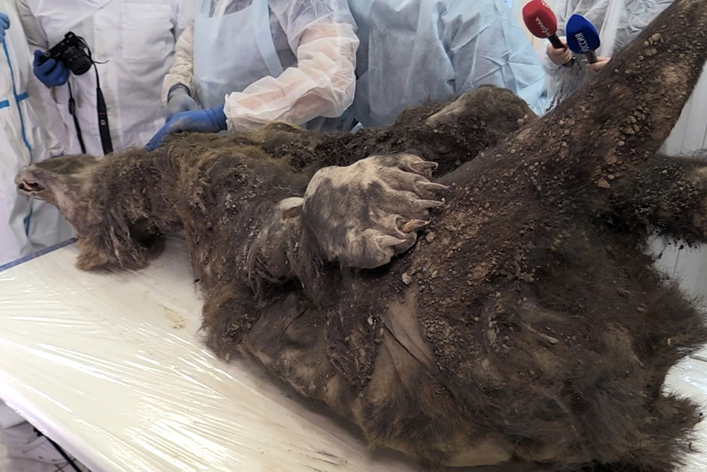 Ученые исследуют останки древнего медведя